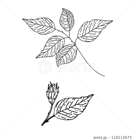 Outline picture of the plant leaves Outline picture of the plant leaves 119113673