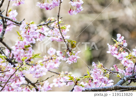 河津桜とメジロ　静岡県加茂郡河津町 119113820