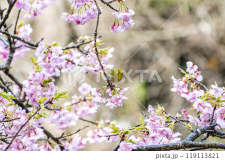 河津桜とメジロ　静岡県加茂郡河津町 119113821