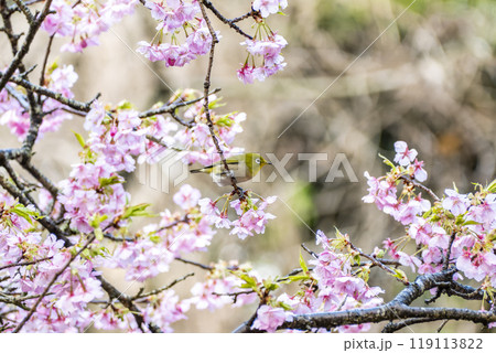 河津桜とメジロ　静岡県加茂郡河津町 119113822