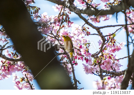 河津桜とメジロ 静岡県加茂郡河津町 河津桜とメジロ 静岡県加茂郡河津町 119113837