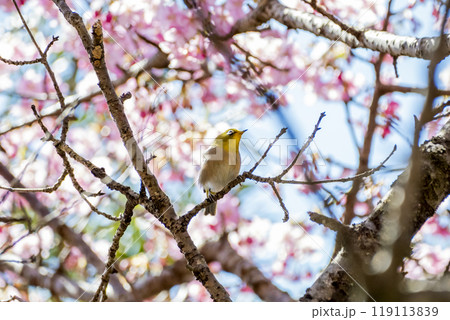 河津桜とメジロ　静岡県加茂郡河津町 119113839