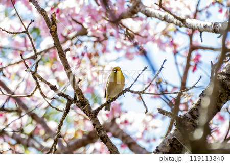 河津桜とメジロ 静岡県加茂郡河津町 河津桜とメジロ 静岡県加茂郡河津町 119113840