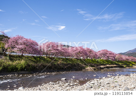 河津桜並木と河津川 静岡県加茂郡河津町 河津桜並木と河津川 静岡県加茂郡河津町 119113854
