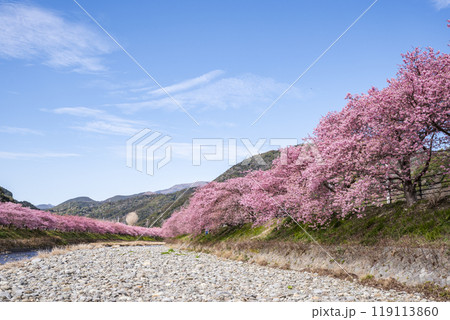 河津桜並木と河津川　静岡県加茂郡河津町 119113860