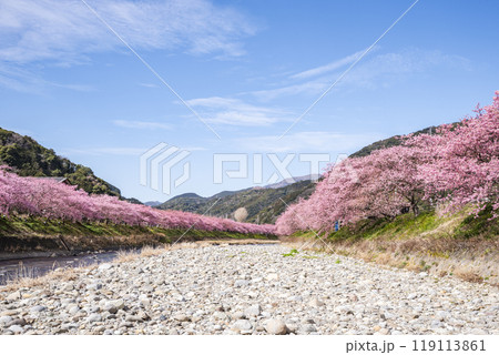 河津桜並木と河津川 静岡県加茂郡河津町 河津桜並木と河津川 静岡県加茂郡河津町 119113861
