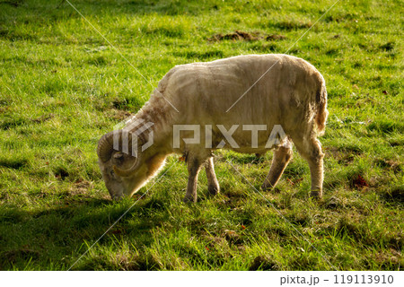 white sheep grazing on the farm 119113910