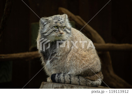 Pallas cat (Otocolobus manul). Manul is living in the grasslands and montane steppes of Central Asia. Pallas cat (Otocolobus manul). Manul is living in the grasslands and montane steppes of Central Asia. 119113912