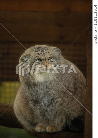Pallas cat (Otocolobus manul). Manul is living in the grasslands and montane steppes of Central Asia. Pallas cat (Otocolobus manul). Manul is living in the grasslands and montane steppes of Central Asia. 119113914