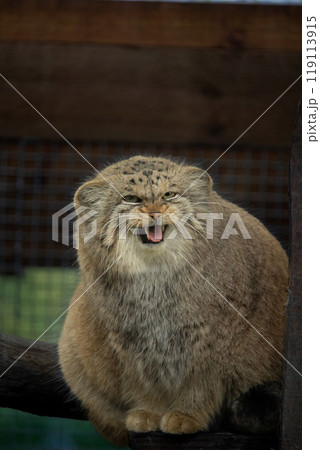 Manul is living in the grasslands and montane steppes of Central Asia. Manul is living in the grasslands and montane steppes of Central Asia. 119113915