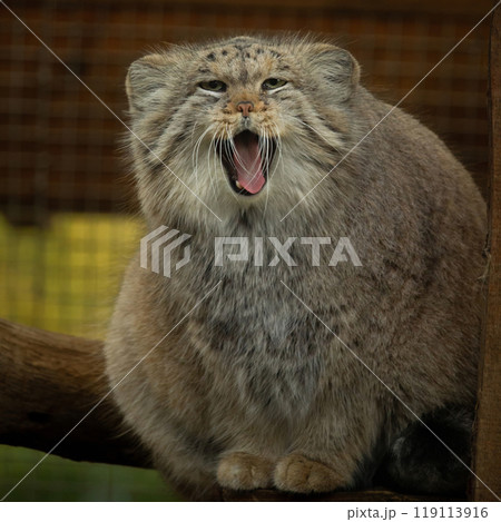 Manul is living in the grasslands and montane steppes of Central Asia. Manul is living in the grasslands and montane steppes of Central Asia. 119113916