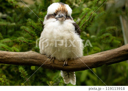 Blue-winged kookaburra, laughing kookaburra. Australia. 119113918