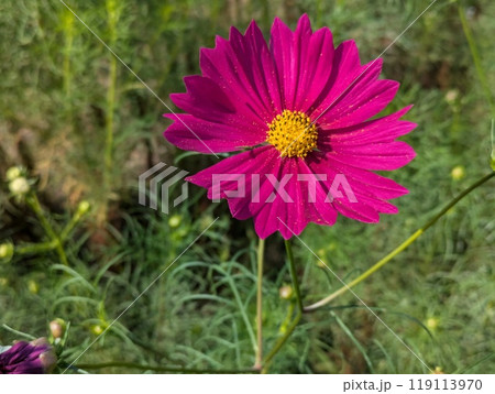 秋の野原に咲くピンク色のコスモスの花 119113970