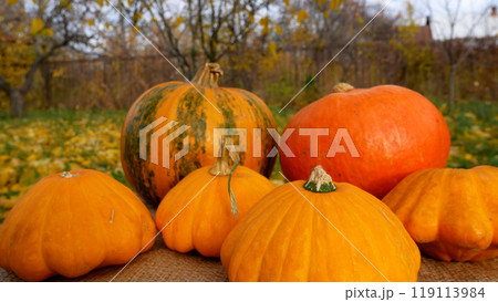 Large ripe orange pumpkins lie on the table against the background of an autumn garden with yellow fallen leaves. 119113984
