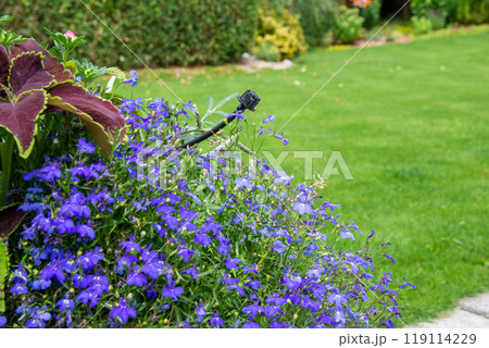 Drip irrigation with bubbler and tube over the flower pot on gar 119114229