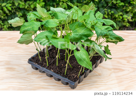 Seedlings in a plastic tray ready to be planted in the garden 119114234