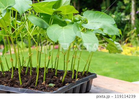 Tray with vegetable seedling on wooden work bench 119114239