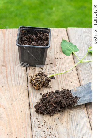 Process of transplanting vegetable seedling into plastic contain 119114240
