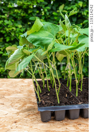 Seedlings in a plastic tray ready to be planted in the garden 119114242