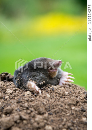Mole peeking from the mole hill in the garden 119114278