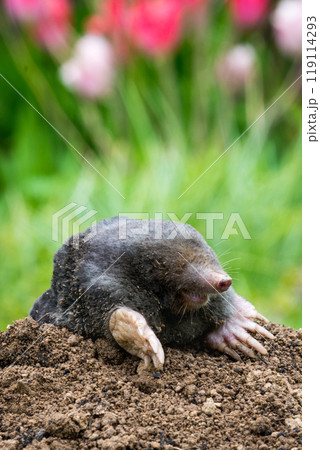 Mole peeking from the mole hill in the garden 119114293