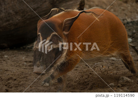 Mature specimen of red river hog or potamochoerus porcus pictus 119114590