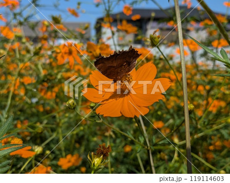 秋の野原に咲くキバナコスモスのオレンジ色の花の蜜を吸うキタテハ蝶 秋の野原に咲くキバナコスモスのオレンジ色の花の蜜を吸うキタテハ蝶 119114603