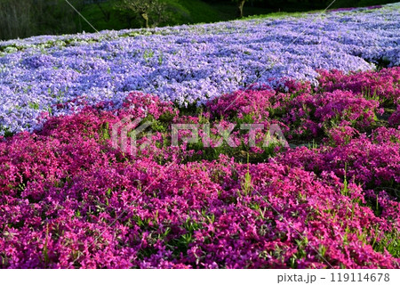 秩父市羊山公園の芝桜の丘に咲く芝桜 秩父市羊山公園の芝桜の丘に咲く芝桜 119114678