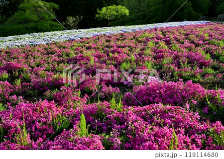 秩父市羊山公園の芝桜の丘に咲く芝桜に新緑の木 秩父市羊山公園の芝桜の丘に咲く芝桜に新緑の木 119114680