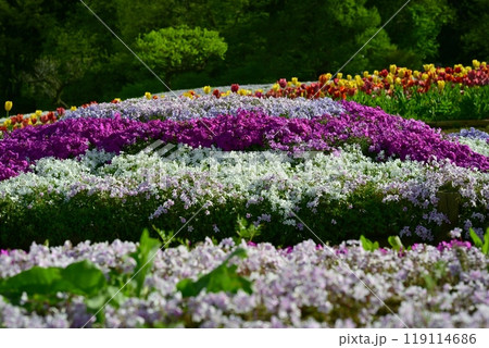 秩父市羊山公園の芝桜の丘に咲く芝桜とチューリップに新緑の木 秩父市羊山公園の芝桜の丘に咲く芝桜とチューリップに新緑の木 119114686