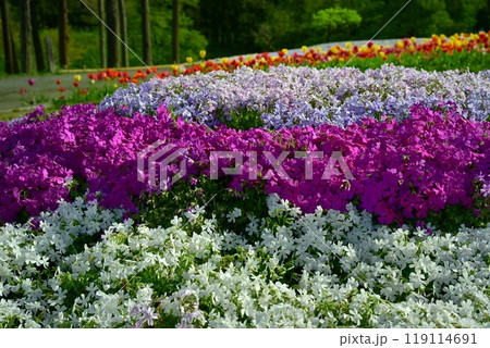 秩父市羊山公園の芝桜の丘に咲く芝桜とチューリップに新緑の木 119114691