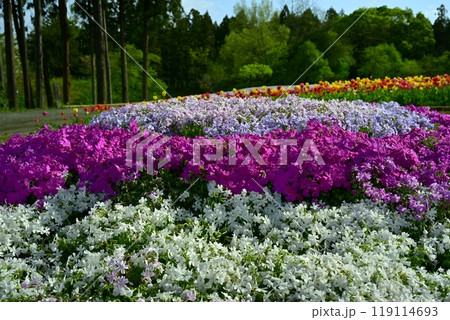 秩父市羊山公園の芝桜の丘に咲く芝桜とチューリップに新緑の木 119114693
