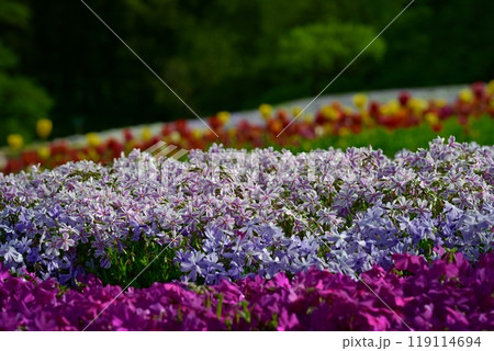 秩父市羊山公園の芝桜の丘に咲く芝桜とチューリップに新緑の木 秩父市羊山公園の芝桜の丘に咲く芝桜とチューリップに新緑の木 119114694