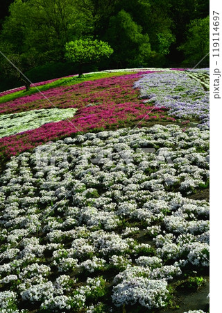 秩父市羊山公園の芝桜の丘に咲く芝桜に新緑の木 秩父市羊山公園の芝桜の丘に咲く芝桜に新緑の木 119114697
