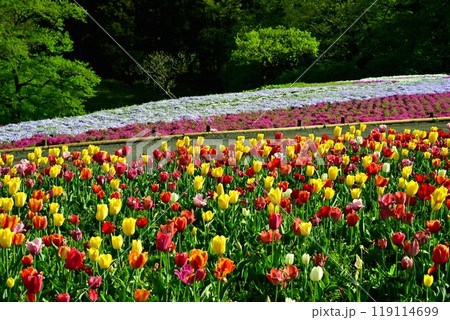 秩父市羊山公園の芝桜の丘に咲く芝桜とチューリップに新緑の木 119114699
