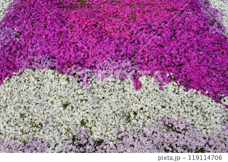 秩父市羊山公園の芝桜の丘に咲く芝桜 119114706