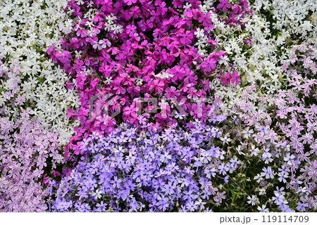 秩父市羊山公園の芝桜の丘に咲く芝桜 秩父市羊山公園の芝桜の丘に咲く芝桜 119114709