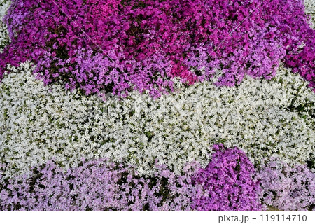 秩父市羊山公園の芝桜の丘に咲く芝桜 秩父市羊山公園の芝桜の丘に咲く芝桜 119114710