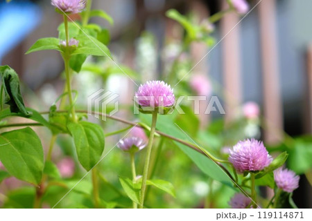 公園の花壇に咲いているアカツメクサの花 公園の花壇に咲いているアカツメクサの花 119114871