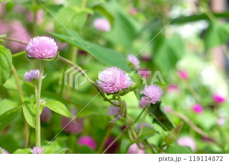 公園の花壇に咲いているアカツメクサの花 119114872