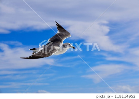 空を飛ぶカモメ1 空を飛ぶカモメ1 119114952