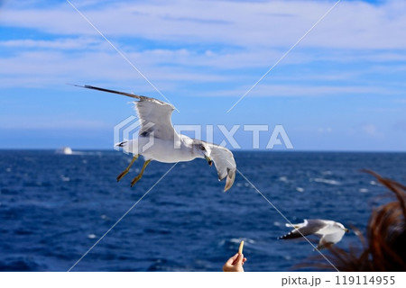 エサを狙うかもめ 119114955