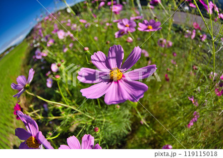 コスモスの季節がやってきた コスモスの季節がやってきた 119115018
