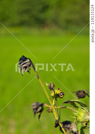 コスモスの季節がやってきた 119115124