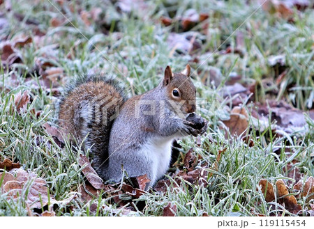 Squirrel eating nut on cold frosty morning 119115454