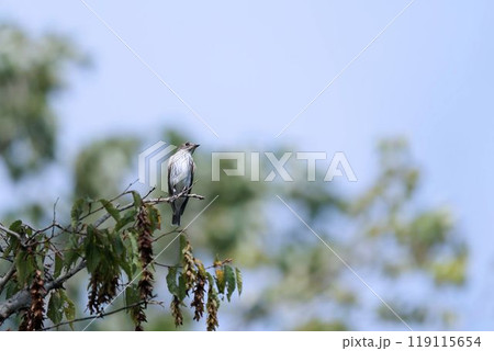 エゾビタキ エゾビタキ 119115654