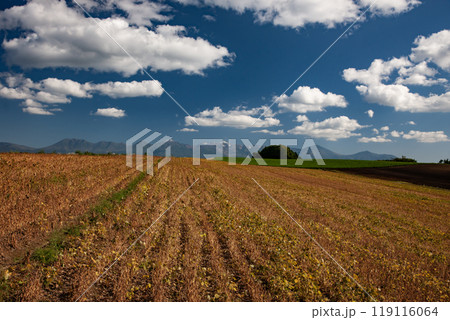 大豆畑と雄大な大地 大豆畑と雄大な大地 119116064