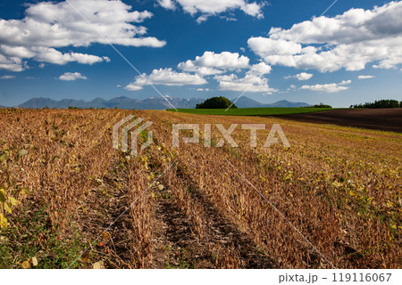 大豆畑と雄大な大地 119116067