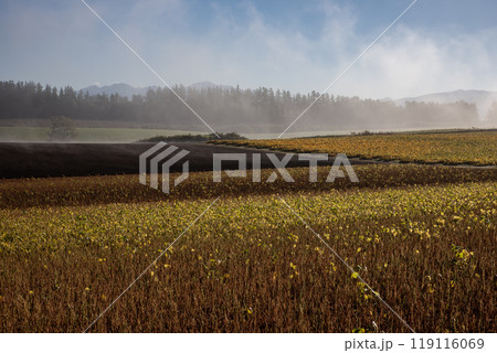 大豆畑と雄大な大地 119116069