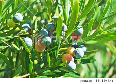 イヌマキの実（秋、九月） 119116124